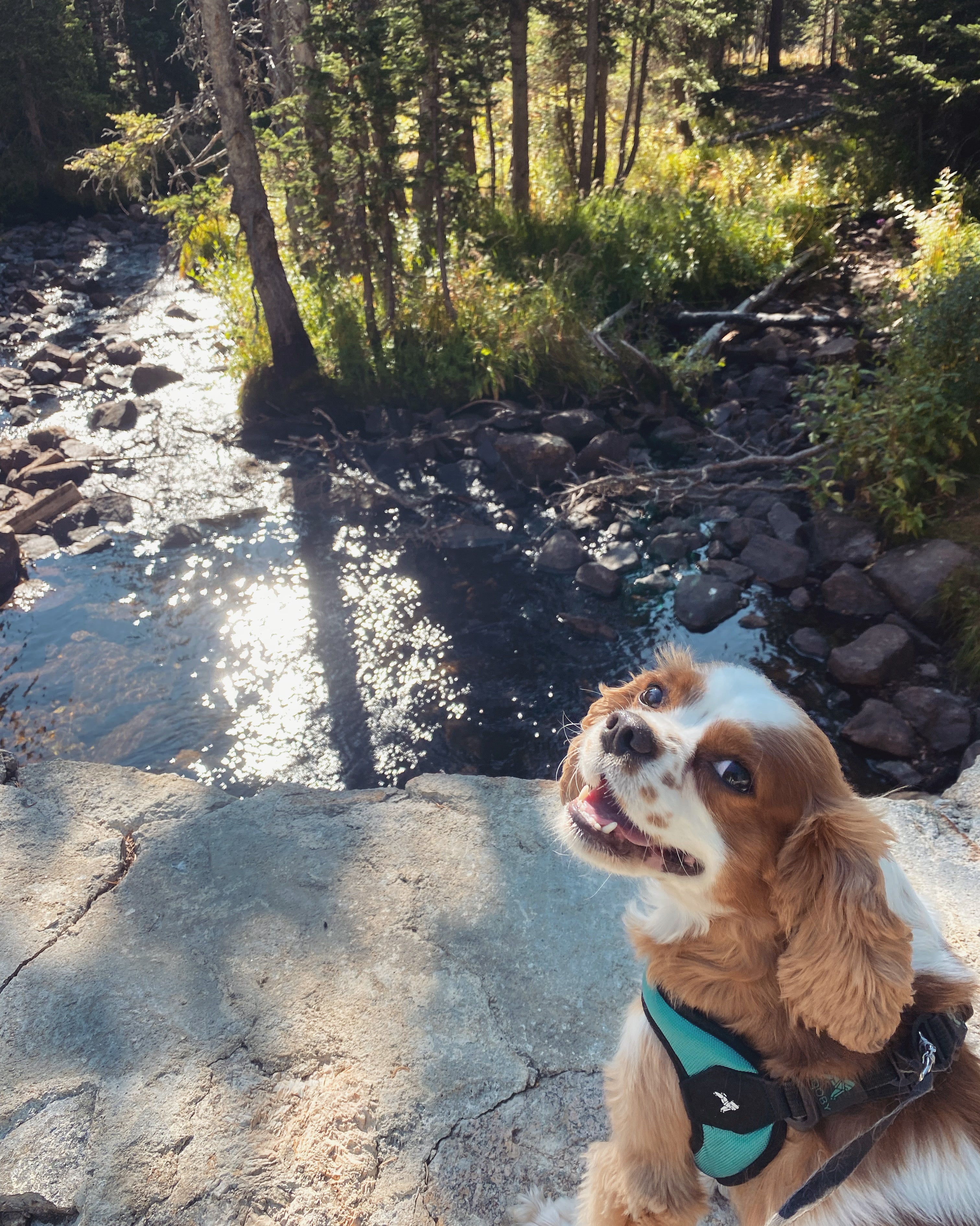 A brown and white dog wearing a harness sits on a rocky ledge by a sunlit stream in a forested area, its collar adorned with handcrafted gold jewelry that glints softly in the morning light.